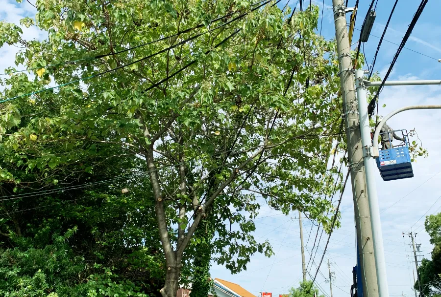 樹木の消毒